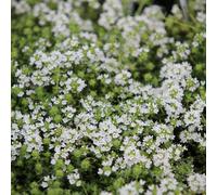 Primrose Thyme Serpyllum Snowdrift Herb Plant Creeping Thyme or Thymus Serpyllum 9cm Pot in White | Size: 3 Pack Primrose White 3 Pack