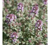 Primrose Thyme Silver Posie Herb Plant Thymus 9cm Pot in Purple | Size: 1 Pack Primrose Purple 1 Pack