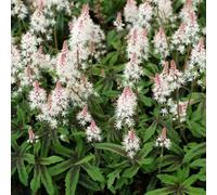 Primrose Tiarella Spring Symphony Foam Flower 9Cm Pot Perennial Plant