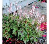 Primrose Tiarella Sugar And Spice Foam Flower 9Cm Pot Perennial Plant