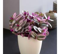 Primrose Tradescantia Fluminensis Nanouk Moses In The Cradle 12cm Pot 20cm in Pink Primrose Pink
