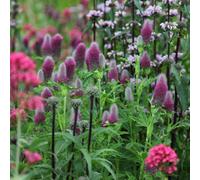 Primrose Trifolium Rubens Clover 9Cm Pot Perennial Plant