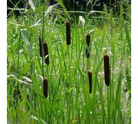 Primrose Typha Angustifolia Lesser Bulrush 1 Litre Aquatic Pot Pond Plant