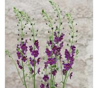 Primrose Verbascum Phoeniceum Violetta Purple Mullein 9Cm Pot Perennial Plant
