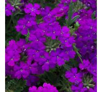 Primrose Verbena Enchantment Purple 15 x Jumbo Seedling Plug Plants Primrose Purple