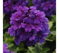 Primrose Verbena Endurascape Dark Purple Flowering Bedding Plants 9cm Pot Primrose Purple