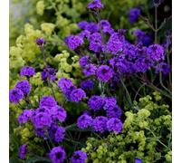 Primrose Verbena Rigida Slender Vervain 9Cm Pot Perennial Plant