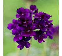 Primrose Verbena Showboat Midnight Flowering Bedding Plants 9cm Pot in Purple Primrose Purple