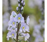 Primrose Veronica Gentianoides Speedwell 9Cm Pot Perennial Plant