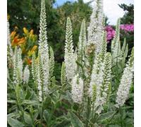 Primrose Veronica Longifolia Charlotte Speedwell 9Cm Pot Perennial Plant
