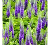 Primrose Veronica Spicata Glory Speedwell 9Cm Pot Perennial Plant