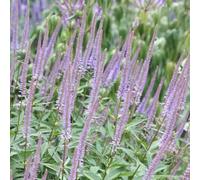 Primrose Veronicastrum Virginicum Fascination Culvers Root 9Cm Pot Perennial Plant