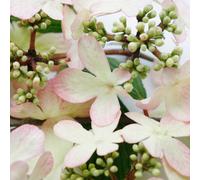 Primrose Viburnum Plicatum Kilimanjaro Sunrise Viburnum 12 Litre Pot 80 -100Cm Tall Shrub Plant