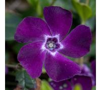 Primrose Vinca Minor Atropurpurea Lesser Periwinkle 9Cm Pot Shrub Plant