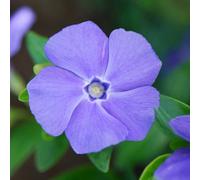 Primrose Vinca Minor Bowless Iety Lesser Periwinkle 9Cm Pot Shrub Plant
