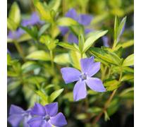 Primrose Vinca Minor Illumination Lesser Periwinkle 9Cm Pot Shrub Plant