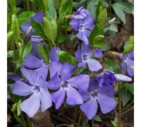 Primrose Vinca Minor Lesser Periwinkle 9Cm Pot Shrub Plant