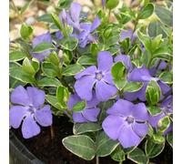 Primrose Vinca Minor Ralph Shugert Lesser Periwinkle 9Cm Pot Shrub Plant