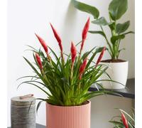 Primrose Vriesea Astrid Flaming Sword 12Cm Pot 40Cm Tall Flowering House Plants