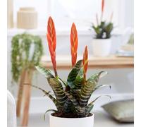 Primrose Vriesea Era Flaming Sword 12cm Pot 45cm Tall Flowering House Plants in Red Primrose Red