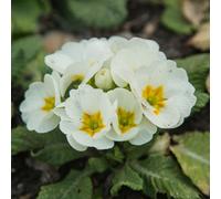 Primrose White Elegant White Blooms 10.5Cm Pot 3 Pack