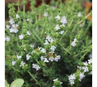 Primrose Winter Savory Herb Plant Satureja Montana 9cm Pot in Green | Size: 1 Pack Primrose Green 1 Pack
