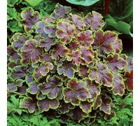Primrose X Heucherella Solar Eclipse Coral Bells 9Cm Pot Perennial Plant