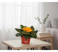 Primula Ac Op Kleur Oranje Pot Size 9 Cm Height 10 Orange Primrose Indoor Houseplant
