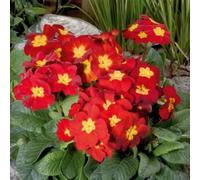 Primula Crescendo F1 Bright Red Oxlip Plant 6 Plug Plant