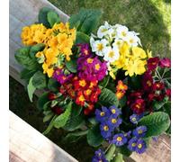Primula Crescendo F1 Mix Oxlip Plant 6 Plug Plant