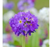 Primula Denticulata Purple Drumstick Primrose - Rhs Award Winner 1X Or 3X 9Cm Pots By Thompson & Morgan