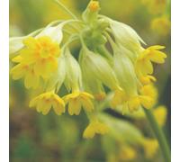 Thompson & Morgan Thompson & Morgan Wildflower Wild Cowslip (primula Veris) 1 Packet