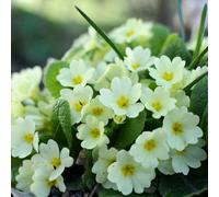 Primula Vulgaris Common Primrose 9Cm Pot Perennial Wildflower Plant
