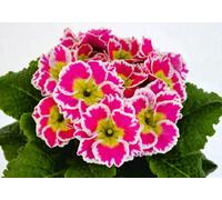 Primula Vulgaris Sacarina F1 Rose Oxlip Plant 6 Plug Plant