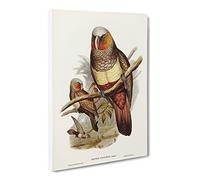 Prince Of Essling'S Parrot By Elizabeth Gould Canvas Print | Gallery Wrapped 30mm Frame Wall Art | 30x20 inches | Ready to Hang | Retro Animals Picture | Living Room Bedroom Lounge Office