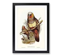 Prince of Essling's Parrot by Elizabeth Gould Framed Print | A2 Black Framed Wall Art | Ready to Hang | Modern Animal Picture | Living Room Bedroom Lounge Office
