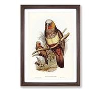 Prince of Essling's Parrot by Elizabeth Gould Framed Print | A2 Walnut Framed Wall Art | Ready to Hang | Modern Animal Picture | Living Room Bedroom Lounge Office