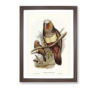 Prince Of Essling'S Parrot By Elizabeth Gould Vintage Framed Print | A2 Walnut Framed Wall Art | Ready to Hang | Classic Animal Picture | Living Room Bedroom Lounge Office