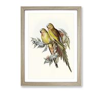 Princess Of Wales'S Parakeet Birds By Elizabeth Gould Vintage Framed Wall Art Print, Ready to Hang Picture for Living Room Bedroom Home Office Décor, Oak A2 (64 x 46 cm)