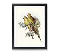 Princess Of Wales'S Parakeet Birds By Elizabeth Gould Vintage Framed Wall Art Print, Ready to Hang Picture for Living Room Bedroom Home Office Décor, Black A2 (64 x 46 cm)