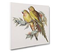 Princess of Wales's Parakeets by Elizabeth Gould Canvas Print | Gallery Wrapped 30mm Frame Wall Art | 20x20 inches | Ready to Hang | Modern People Picture | Living Room Bedroom Lounge Office