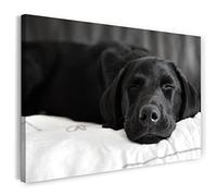 Print on Canvas (100x70 cm) Labrador, cute little animal sleeping dark, cold colors, animal photos, nature photography, real wood frame with hook