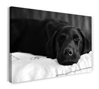 Print on Canvas (100x70 cm) Labrador, Dark Sleeping Cute Pet, black and white, animal photo, nature photography, real wood frame with hook