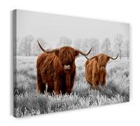 Print on Canvas (60x40 cm) animal photography cows - Scottish Highland cattle in the meadow, real wooden frame with hook