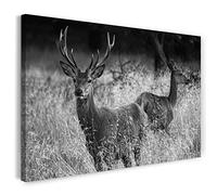 Print on Canvas (80x60 cm) deer, deer antlers, natural forest, black and white, animal photos, nature photography, real wood frame with hook