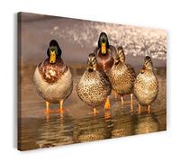 Print on Canvas (80x60 cm) ducks, aquatic nature, warm colors, animal photos, nature photography, real wood frame with hook