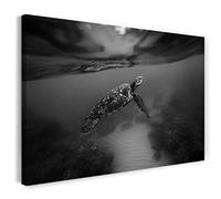 Print on Canvas (80x60 cm) turtle, underwater sea coral, black and white, animal photo, nature photography, real wood frame with hook
