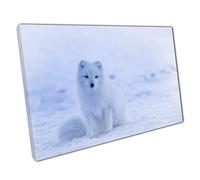 Print on Canvas White Arctic Fox in Snow Iceland to Hang Wall Art Print Picture For Home Office Decor 91x61cm (36x24In)