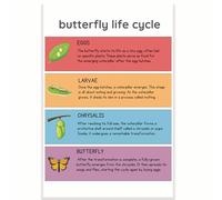 Printlabz Butterfly Life Cycle Classroom Poster - 12 x 18 Inch - Classroom Decor