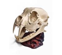 PRO line Luxury products Realistic Saber Tooth Tiger Skull Smilodon 3D Printed Display Model with Rock Base